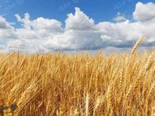 فروش زمین کشاورزی 50000 متر در دیواندره در شیپور