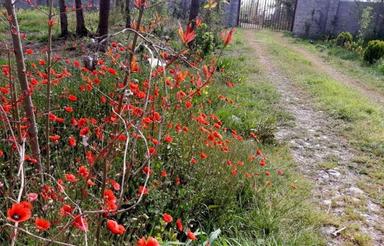 ویلاجنگلی115متری با محوطه در پاشاکی