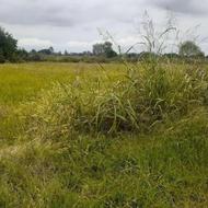 4000 زمین کشاورزی(سنتی)در روستا نوبیجار /دریا کنار