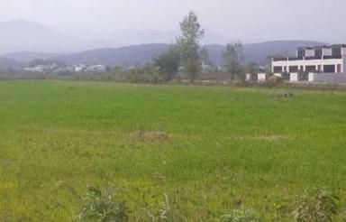 فروش زمین کشاورزی 149 متر در جاده چمستان