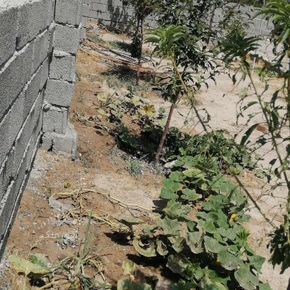 باغچه 250 متری شرایط معاوضه سند دار چهاردیواری در گروه خرید و فروش املاک در تهران در شیپور-عکس1