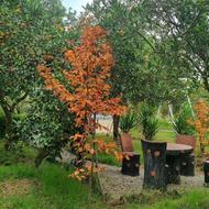 ویلا باغ جنگلی دربست در فضای 5000 متری