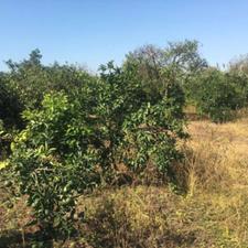 زمین 235 متر در جاده نظامی قراخیل