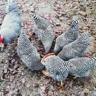 تخم نطفه دار مرغ پلیموت راک آمریکایی اصیل