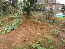 زمین مسکونی 270 متر در کلاچای در شیپور