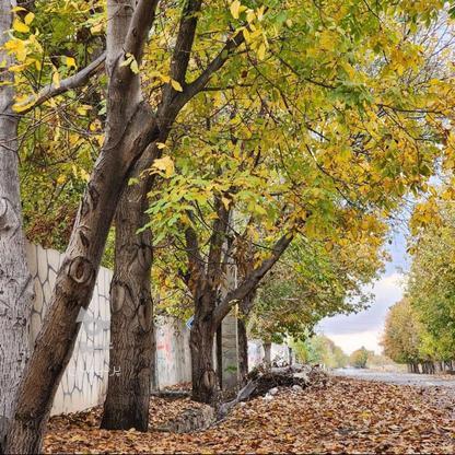 فروش باغ 333 متر درختان مثمر در شهریار در گروه خرید و فروش املاک در تهران در شیپور-عکس1