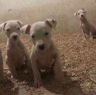 توله سگ داگو آرژانتینو واگذاری