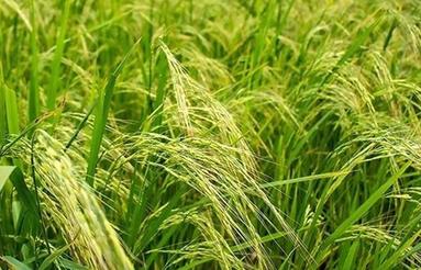 فروش 1500 متر زمین کشت برنج پر محصول در بابلسر
