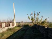 فروش زمین کشاورزی 290 متر در جاده کیاکلا در شیپور