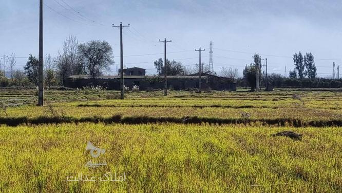 فروش زمین کشاورزی 120000 متر در بندرگز در گروه خرید و فروش املاک در گلستان در شیپور-عکس1