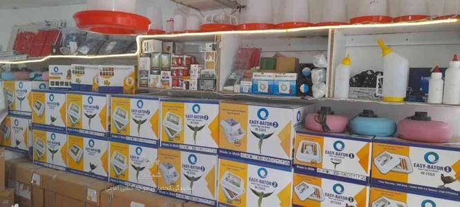 جوجه کشی هوشمند 10تا 10هزارتایی در گروه خرید و فروش صنعتی، اداری و تجاری در مازندران در شیپور-عکس1
