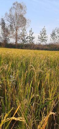 فروش زمین کشاورزی 18.5هکتار در گروه خرید و فروش املاک در مازندران در شیپور-عکس1