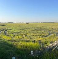 شالیزار 7 هکتاری در جاده جویبار