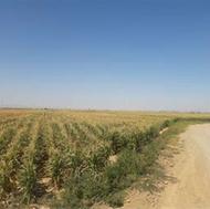 فروش زمین کشاورزی 11000 متر در نظرآباد
