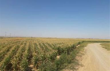 فروش زمین کشاورزی 11000 متر در نظرآباد