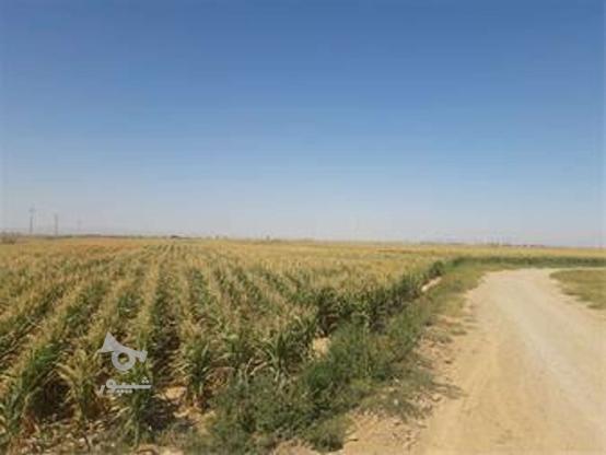 فروش زمین کشاورزی 11000 متر در نظرآباد در گروه خرید و فروش املاک در البرز در شیپور-عکس1