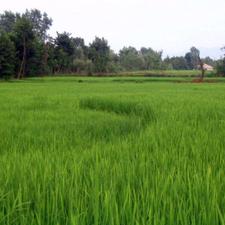 فروش زمین کشاورزی 6800 متر در چینی جان