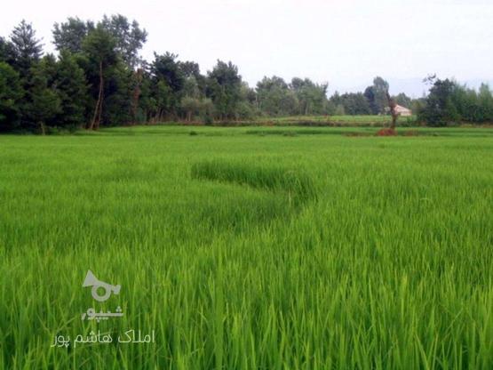 فروش زمین کشاورزی 6800 متر در چینی جان در گروه خرید و فروش املاک در گیلان در شیپور-عکس1