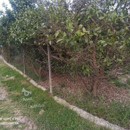 فروش زمین کشاورزی 2000 متر در باریک آبسر در گروه خرید و فروش املاک در مازندران در شیپور-عکس1