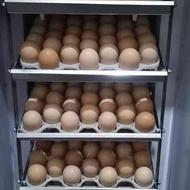 تخم مرغ محلی نطفه دار مزرعه نیکزاد