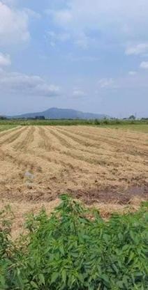 فروش زمین کشاورزی 2020 متر در چینی جان در گروه خرید و فروش املاک در گیلان در شیپور-عکس1