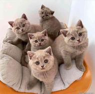 فروشگاه گربه هایپرکت تهران با بیش از 50 عدد گربه