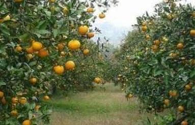 فروش باغ مرکبات 300 متر در بلوار پاسداران کوی شهید قربانی