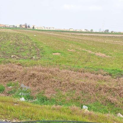 زمین کشاورزی 6000 متری در امیرآباد در گروه خرید و فروش املاک در مازندران در شیپور-عکس1
