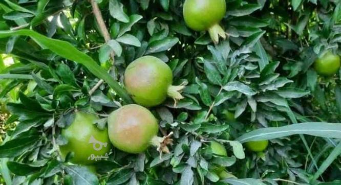 تولید وپخش رب انار و شیره انگور خانگی از باغات ساوه