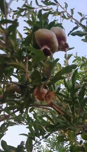 تولید وپخش رب انار و شیره انگور خانگی از باغات ساوه