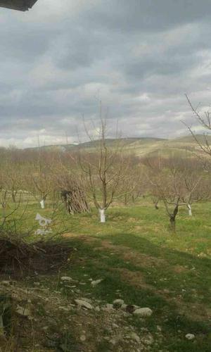 هرس درختان مثمر @ سیب هلو آلوو....