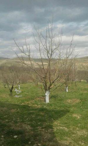 هرس درختان مثمر @ سیب هلو آلوو....