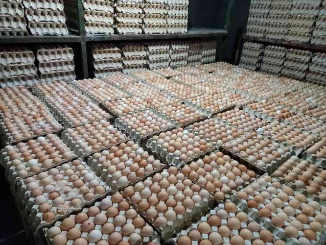 پخش عمده تخم مرغ محلی