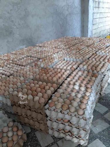 پخش عمده تخم مرغ محلی