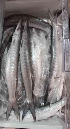 فروش ماهی دولمی نیزه ماهی تازه سفارشی