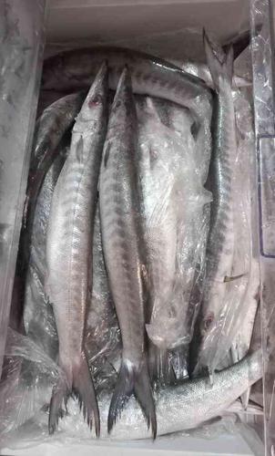 فروش ماهی دولمی نیزه ماهی تازه سفارشی