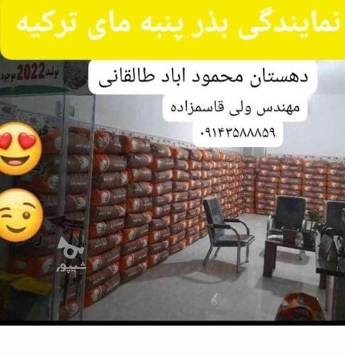 بذر پنبه مای ترکیه ویونان لیدر موجود هست