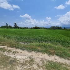 فروش زمین کشاورزی 7000 متر در فیروزکلا دشت سر آمل