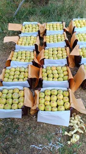 13 تن سیب سفید سیب کانیاو