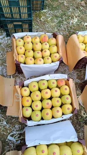 13 تن سیب سفید سیب کانیاو