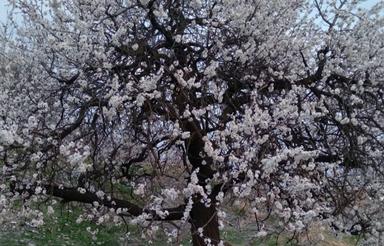 باغ ویلا زمین کشاورزی گلخانه استخر