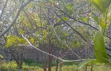 باغ ویلا زمین کشاورزی 15000 متر گلخانه استخر