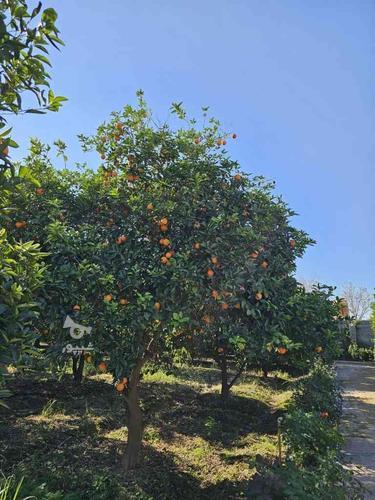 میوه باغ پرتغال وپر