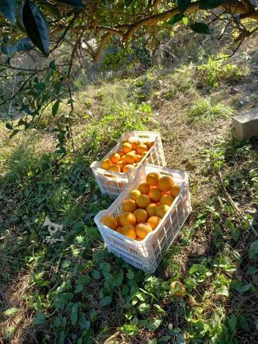 خریدار پرتقال سر باغ تمیز 6500 چیده شده 7500000
