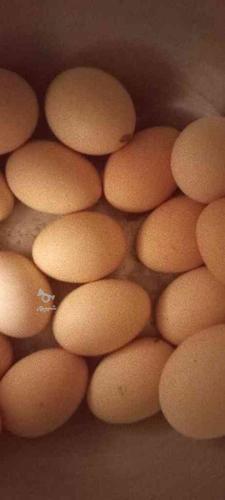 تخم مرغ فروشی