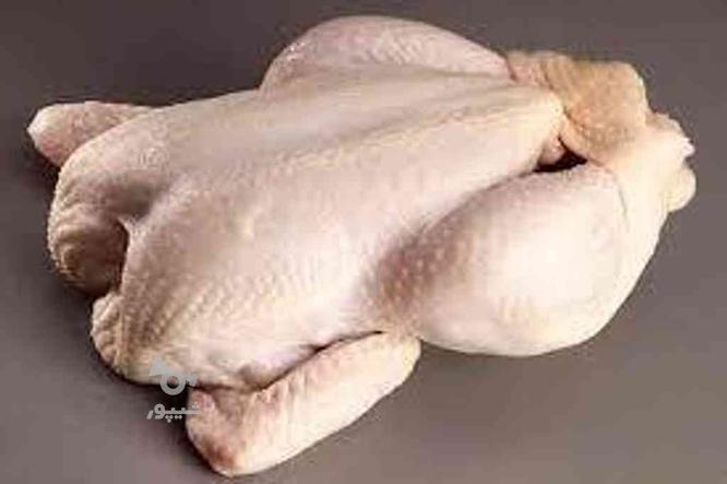 تک پروتئین، پخش مرغ کشتار روز