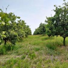 زمین 100متر دشتسر اقساطی