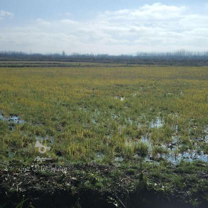 فروش زمین کشاورزی 1400 متر در گلسفید در گروه خرید و فروش املاک در گیلان در شیپور-عکس1