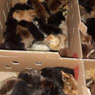 جوجه مرغ و خروس محلی یک روزه نژاد گلپایگانی اصلاح نژاد شده