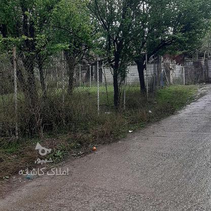 زمین مسکونی سه نبش ویو ابدی 500متر در کلیج خیل در گروه خرید و فروش املاک در مازندران در شیپور-عکس1